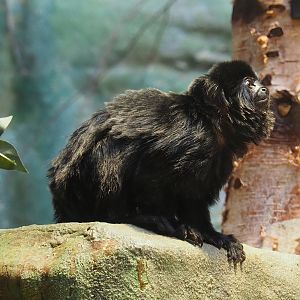 Goeldi's marmoset (Callimico goeldii), 2022-07-10