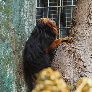 Golden-headed lion tamarin (Leontopithecus chrysomelas), 2022-07-10