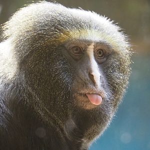 Owl-faced monkey (Cercopithecus hamlyni), 2022-07-10