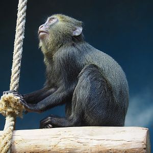 Juvenile Owl-faced monkey (Cercopithecus hamlyni), 2022-07-10