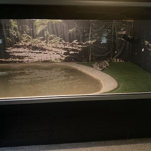 Siamese Crocodile Exhibit