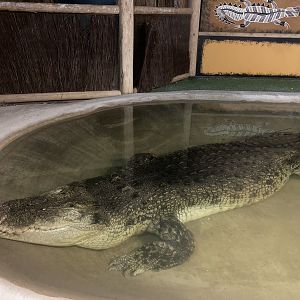 “Maniac” the Saltwater Crocodile