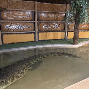 Saltwater Crocodile Exhibit
