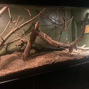 Beaded Lizard Exhibit