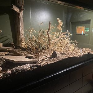 Gila Monster Exhibit