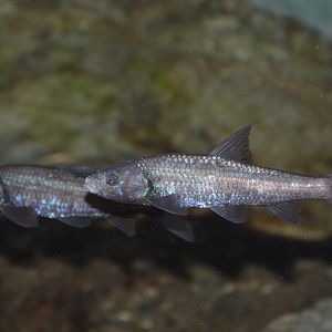 Lake Biwa gudgeon (Sarcocheilichthys biwaensis)