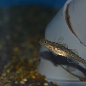Isaza goby (Gymnogobius isaza)