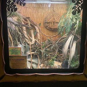 Veiled Chameleon/Sambava Tomato Frog Terrarium