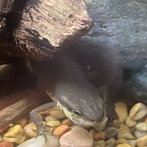 Eastern Newt