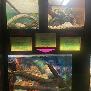 Amphibian Terrariums