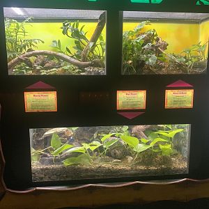 Poison Dart Frog Terrariums