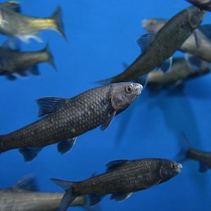 Biwa-higai gudgeon (Sarcocheilichthys variegatus microoculus)