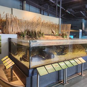 Liberty Science Center (2023) - Our Hudson Home (wetland habitat)