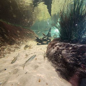 Liberty Science Center (2023) - Wetland fishes