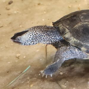 Liberty Science Center (2023) - Diamondback Terrapin