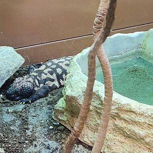 Liberty Science Center (2023) - Gila Monster