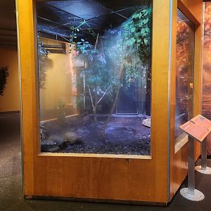 Liberty Science Center (2023) - Red-footed Tortoise exhibit