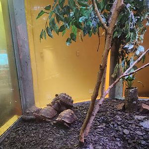 Liberty Science Center (2023) - Red-footed Tortoises