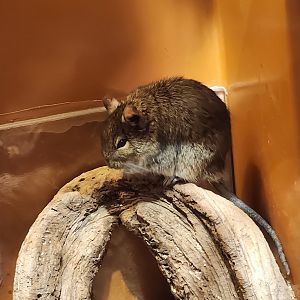 Liberty Science Center (2023) - Common Degu