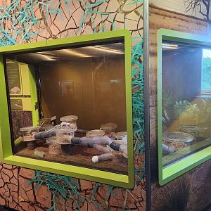 Liberty Science Center (2023) - Naked Mole Rat exhibit