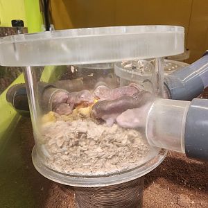 Liberty Science Center (2023) - Naked Mole Rats