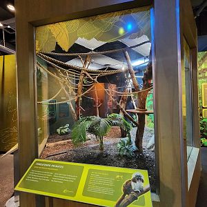 Liberty Science Center (2023) - Cottontop Tamarin enclosure