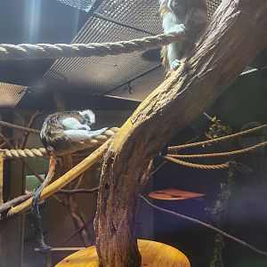 Liberty Science Center (2023) - Cottontop Tamarins
