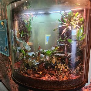 Liberty Science Center (2023) - Poison Dart Frog exhibit