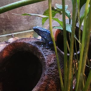 Liberty Science Center (2023) - Blue Poison Dart Frog