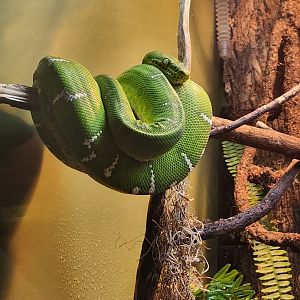 Liberty Science Center (2023) - Emerald Tree Boa
