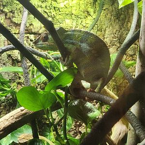 Liberty Science Center (2023) - Panther Chameleon