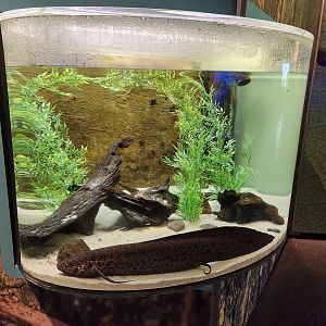 Liberty Science Center (2023) - West African Lungfish exhibit