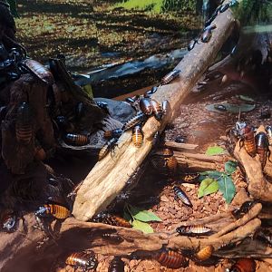 Liberty Science Center (2023) - Madagascan Hissing Cockroaches