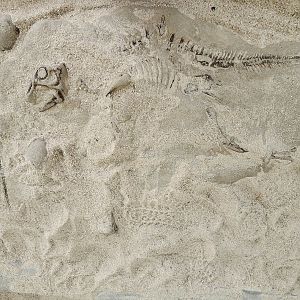 Liberty Science Center (2023) - Dino Dig fossil