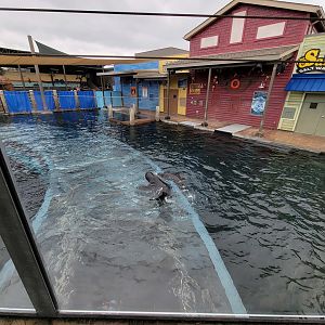 Columbus Zoo - Adventure Cove, sea lions playing above the tunnel