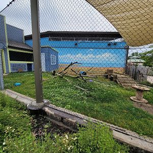 Columbus Zoo - Animal Encounters Village, largest outdoor yard, with serval