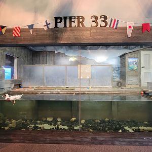 Columbus Zoo - Animal Encounters Village water exhibit, currently holding domestic duck
