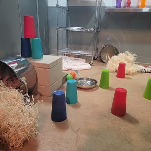 Columbus Zoo - Animal Encounters Village, find the armadillo :)