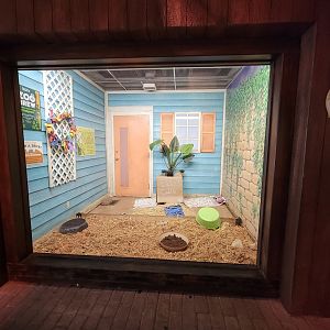 Columbus Zoo - Animal Encounters Village, echidna