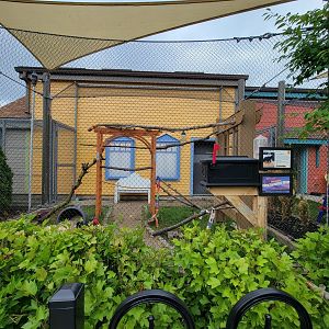 Columbus Zoo - Animal Encounters Village, left outdoor area, holding a pair of striped skunks