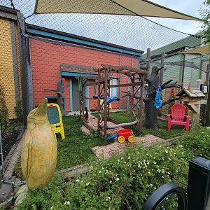 Columbus Zoo - Animal Encounters Village, red ruffed lemurs
