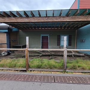 Columbus Zoo - African and Indian crested porcupines