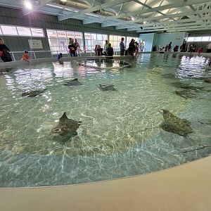 Columbus Zoo - Cownose rays and southern stingrays