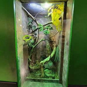 Columbus Zoo - Reptiles, Green mamba