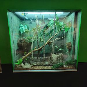 Columbus Zoo - Reptiles, signed for Malagasy leaf-tailed gecko