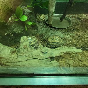 Columbus Zoo - Reptiles, definitely not Malagasy leaf-tailed geckos!