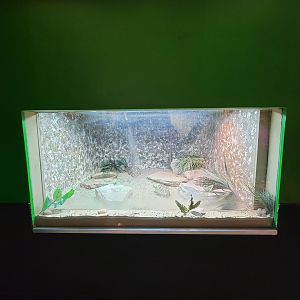 Columbus Zoo - Reptiles, Indian and Burmese star tortoises