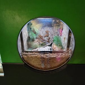 Columbus Zoo - Reptiles, Timber rattlesnake and northern copperhead