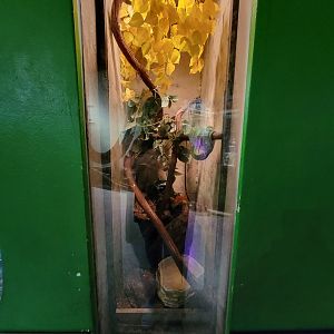 Columbus Zoo - Reptiles, Green tree python