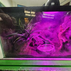 Columbus Zoo - Reptiles, Amazon milk frog